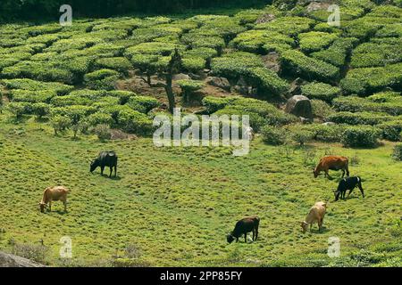 Rinder grasen auf dem Feld, umgeben von Teegarten in kerala Stockfoto
