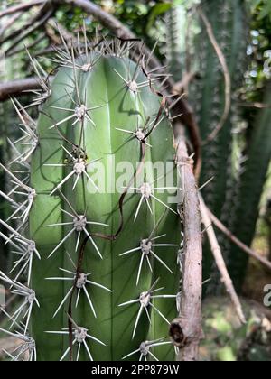 Nahaufnahme eines stacheligen Kaktus, der in einem Garten wächst Stockfoto