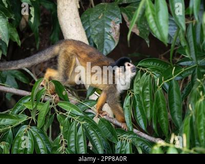 Schwarzkronen-Eichhörnchenaffe (Saimiri oerstedii oerstedii), Sierpe River, Costa Rica Stockfoto