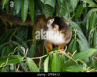 Schwarzkronen-Eichhörnchenaffe (Saimiri oerstedii oerstedii), Sierpe River, Costa Rica Stockfoto