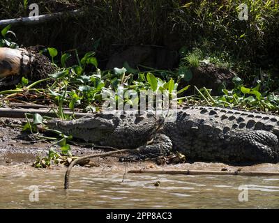 Amerikanisches Krokodil (Crocodylus acutus), Sierpe River, Costa Rica Stockfoto