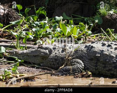 Amerikanisches Krokodil (Crocodylus acutus), Sierpe River, Costa Rica Stockfoto