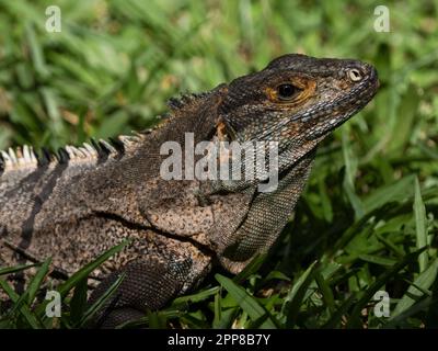Schwarz stacheligen-tailed Iguana (Ctenosaura Imilis), Costa Rica Stockfoto