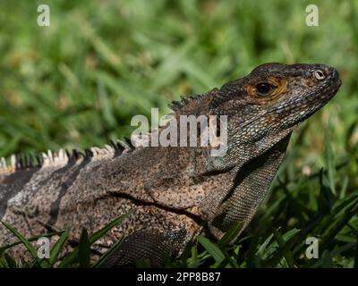 Schwarz stacheligen-tailed Iguana (Ctenosaura Imilis), Costa Rica Stockfoto