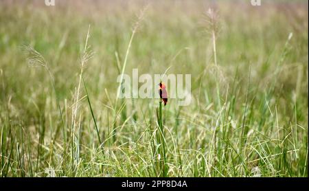 Südlicher roter Bischofsvogel auf Gras Stockfoto