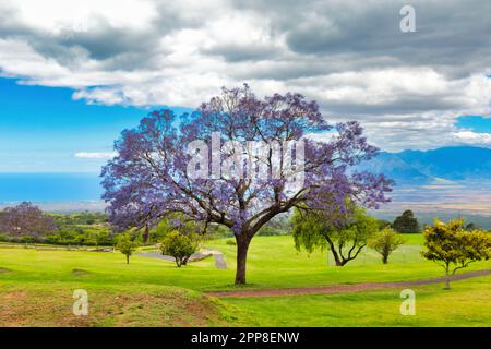 Blühender Jacarandabaum in Kula Upcountry auf Maui. Stockfoto