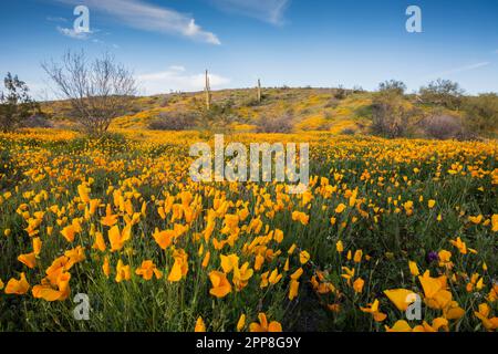 Malerische Landschaft mit Wildblumen, mexikanischem Mohn, Superblumen, Bush Highway, Lower Salt River Recreation Area, Tonto National Forest, Mesa, Arizona, USA Stockfoto