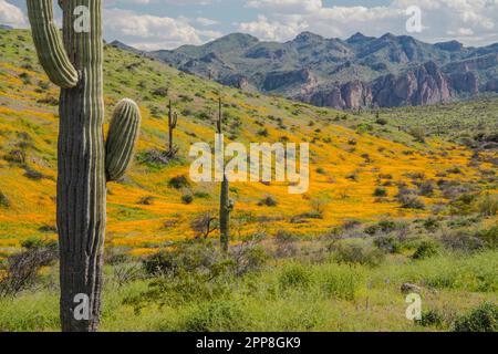 Malerische Landschaft mit Wildblumen, mexikanischem Mohn, Superblumen, Bush Highway, Lower Salt River Recreation Area, Tonto National Forest, Mesa, Arizona, USA Stockfoto