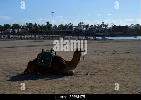 Kamel am Sandstrand. Winterurlaub am Meer und in der Sonne im Touristendorf Caleta de Fuste auf Fuerteventura, Kanarische Inseln, Spanien Stockfoto