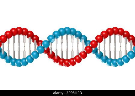 DNA-Modell mit blauen und roten Elementen, 3D-Rendering Stockfoto