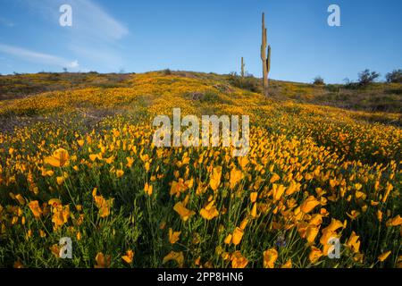 Malerische Landschaft mit Wildblumen, mexikanischem Mohn, Superblumen, Bush Highway, Lower Salt River Recreation Area, Tonto National Forest, Mesa, Arizona, USA Stockfoto