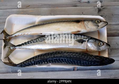 Makrelenfische, roh, roh, verschiedene Arten von pelagischen Fischen, meist aus der Familie Scombridae, Makrelenarten haben typischerweise tief gespaltene Schwänze Stockfoto