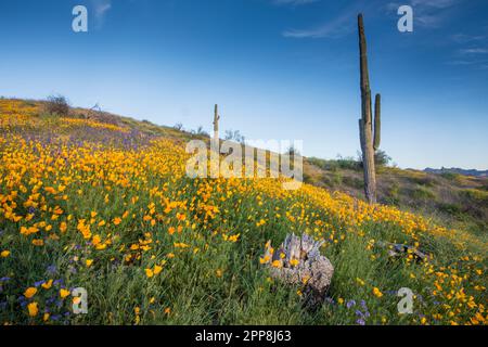 Malerische Landschaft mit Wildblumen, mexikanischem Mohn, Superblumen, Bush Highway, Lower Salt River Recreation Area, Tonto National Forest, Mesa, Arizona, USA Stockfoto