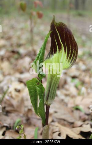 Im Camp Ground Road Woods in des Plaines, Illinois, liegt ein „Jack-in-the-Kanzel“ mit braunen Blättern auf dem Boden Stockfoto