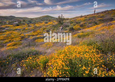 Malerische Landschaft mit Wildblumen, mexikanischem Mohn, Superblumen, Bush Highway, Lower Salt River Recreation Area, Tonto National Forest, Mesa, Arizona, USA Stockfoto