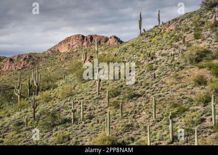 Malerischer Landschaftsblick entlang des historischen Apache Trail nach Tortilla Flat, Tonto National Forest, Apache Junction, Mesa, Arizona, USA Stockfoto