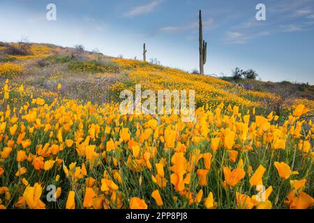 Malerische Landschaft mit Wildblumen, mexikanischem Mohn, Superblumen, Bush Highway, Lower Salt River Recreation Area, Tonto National Forest, Mesa, Arizona, USA Stockfoto