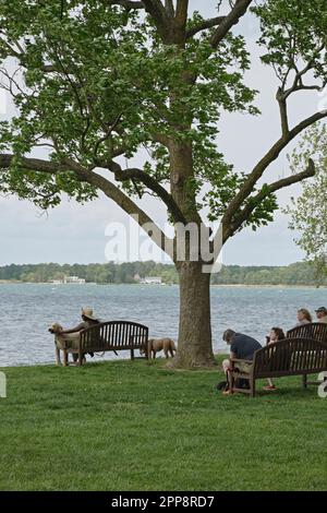 Paare und eine Frau mit einem großen Hund genießen den Blick auf einen Baum in Oxford, Maryland, USA. Stockfoto