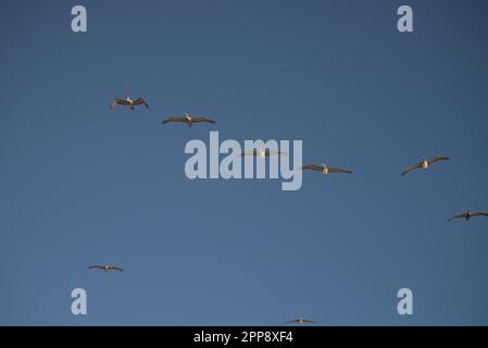 Schar brauner Pelikane fliegt in Richtung Kamera und über dem wunderschönen Bklue-Himmel. Sie fliegen über Huntington Beach, in Formation für den nächsten kish-Fang. Stockfoto