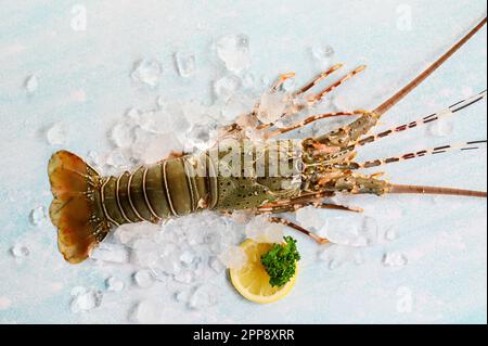 Hummer auf Eis, frischer Hummer oder Hummer mit Kräutern und Gewürzen, Zitrone, Petersilie auf dem Hintergrund, roher Spiny Hummer zum Kochen Stockfoto