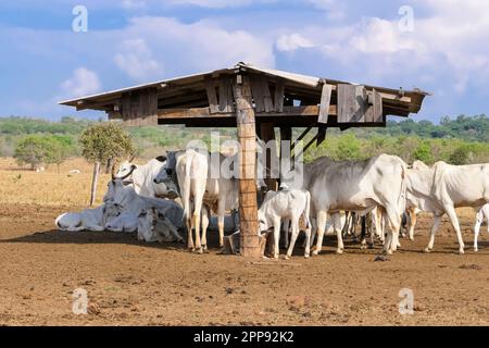 Eine Gruppe weißer Rinder unter einem Stalldach, die sich an einem sonnigen Tag ernähren Stockfoto