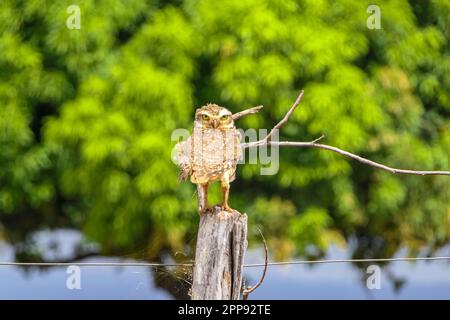 Nahaufnahme einer burrowenden Eule, die im Sonnenlicht auf einem Holzpfosten sitzt, der vor der Kamera vor der grünen Vegetation steht, Bom Jardim, Mato Grosso, Brasilien Stockfoto
