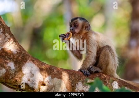 Kapuzenvogel sitzt auf einem Ast gegen unscharfe Blätter, isst einen gerade gegrillten Keks, teilweise in der Sonne, Lagoa das Araras, Bom Jardim, Mato Gros Stockfoto