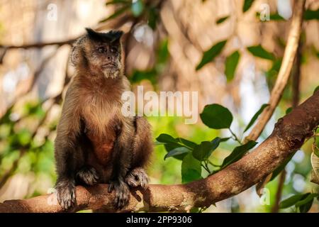 Kapuzenvogel sitzt aufrecht auf einem Ast gegen unscharfe Blätter, schaut seitwärts, teilweise in die Sonne, Lagoa das Araras, Bom Jardim, Mato Grosso, Stockfoto