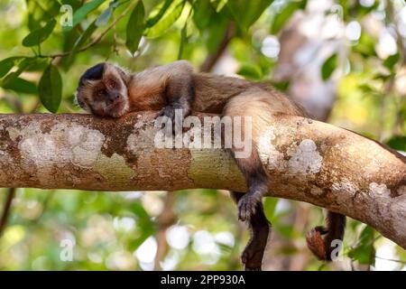 Kapuzenkapuziner, entspannt auf einem Ast in einem Baum, Arme und Beine hinunter, Bom Jardim, Mato Grosso, Brasilien Stockfoto