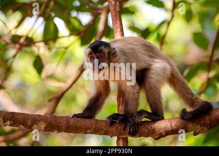 Kapuzenkapuziner sitzt auf einem Ast gegen unscharfe Blätter und schaut in die Kamera, teilweise in der Sonne, Lagoa das Araras, Bom Jardim, Mato Grosso, Brasilien Stockfoto