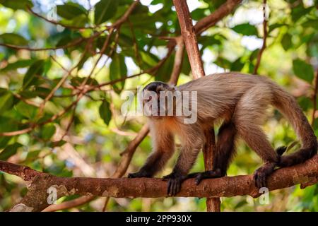 Kapuzenvogel klettert auf einen Ast A, schaut in die Kamera, teilweise in der Sonne, Lagoa das Araras, Bom Jardim, Mato Grosso, Brasilien Stockfoto