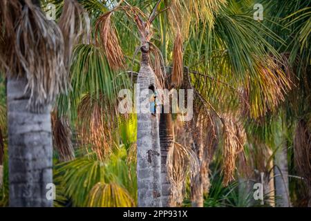 Blaue und gelbe Aras, die aus einem Nest in einem Palmenstamm schauen, Lagoa das Araras, Bom Jardim, Mato Grosso, Brasilien Stockfoto