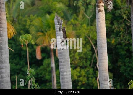 Ein paar Rotbauch-Aras schauen aus ihrem Nest Lagoa das Araras, Bom Jardim, Mato Grosso, Brasilien Stockfoto