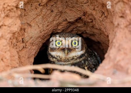 Nahaufnahme einer Burrowing Owl, die in ihrem Tonnest auf dem Boden sitzt, mit Blick auf die Kamera, San Jose do Rio Claro, Mato Grosso, Brasilien Stockfoto