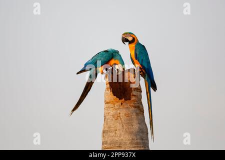 Nahaufnahme von ein paar vom Aussterben bedrohten Blau-Gelb-Aras auf einem Palmenstamm vor hellem Himmel, einer schaut nach unten, Lagoa das Araras, San Jose do Rio Stockfoto