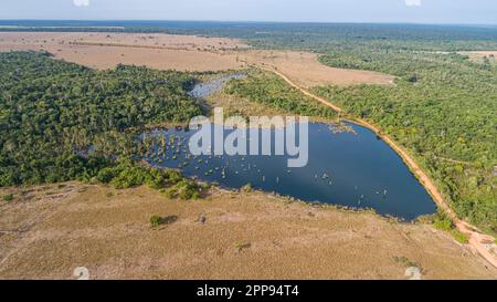 Luftaufnahme auf eine Amazonas-Lagune, die teilweise von Resten der ursprünglichen Regenwaldvegetation umgeben ist, natürliche Insel in einem landwirtschaftlichen Gebiet, Umwelt Stockfoto