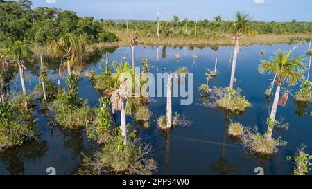 Luftaufnahme einer Amazonas-Lagune mit Palmen in und um sie herum, natürliche Insel in einem landwirtschaftlichen Gebiet, Umweltschutz, San Jose do Rio Claro, Mato Stockfoto