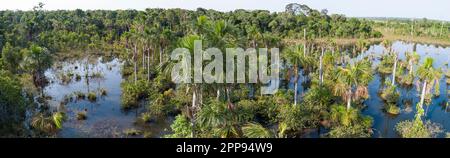 Luftpanorama einer Amazonas-Lagune mit Palmen rund um und im Wasser, natürliche Insel in einem landwirtschaftlichen Gebiet, Umweltschutz, San Jose do Stockfoto