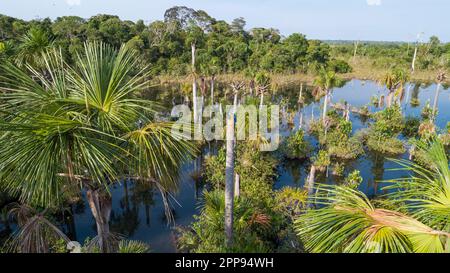 Luftaufnahme einer Amazonas-Lagune mit Palmen in und um sie herum, natürliche Insel in einem landwirtschaftlichen Gebiet, Umweltschutz, San Jose do Rio Claro, Mato Stockfoto