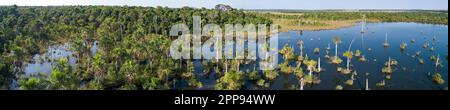 Luftpanorama einer Amazonas-Lagune mit Palmen rund um und im Wasser, natürliche Insel in einem landwirtschaftlichen Gebiet, Umweltschutz, San Jose do Stockfoto