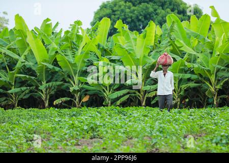 Cowpea Seeds Landwirtschaft, glücklicher indischer Bauer, armer Bauer Stockfoto