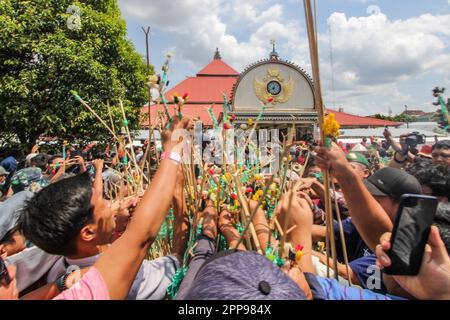 22. April 2023, YOGYAKARTA, YOGYAKARTA, INDONESIEN: Javanische Menschen kämpfen um den "Gunungan" landwirtschaftlicher Erzeugnisse, ein Opfer in Form eines Berges, während der Grebeg Syawalan Zeremonie im Rahmen der Eid al-Fitr-Feierlichkeiten in der Großen Moschee von Kauman am 22. April 2023 in Yogyakarta, Indonesien. Grebeg Syawal ist eine Tradition, die auf den heiligen Monat Ramadan folgt, um Eid al-Fitr zu begrüßen. Die Tradition besteht in der Bereitstellung von Gemüse, Paprika, Eiern und anderen Artikeln namens „Gunungan Wadon“ und „Gunungan Lanang“, die als Teil des Symbols von Sri Sult in die große Moschee gebracht werden Stockfoto