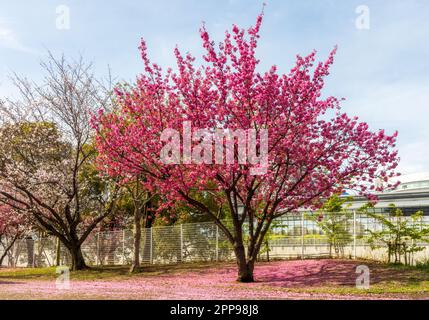 Wunderschöne Sakura-Blumen während der Frühlingssaison im Park. Yokohama, Japan Stockfoto