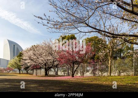 Wunderschöne Sakura-Blumen während der Frühlingssaison im Park. Yokohama, Japan Stockfoto
