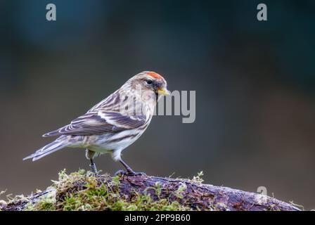 Gemeiner Redpoll [ Acanthis flammea ] auf moosem Stumpf Stockfoto