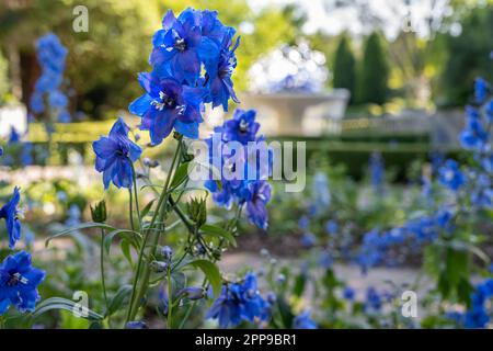 Blauviolette Frühlingsblumen im Levy Parterre, einem formellen mittelalterlichen Knotengarten im Atlanta Botanical Garden in Atlanta, Georgia. (USA) Stockfoto