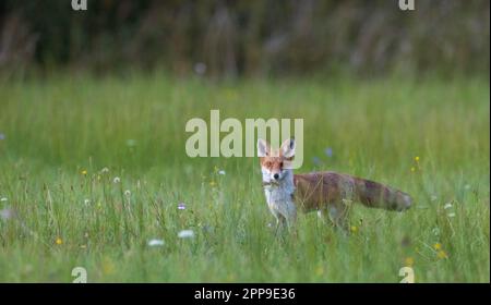 Rotfuchs (Vulpes vulpes) beobachten in grasbewachsenen Wiese, Polen, Europa Stockfoto