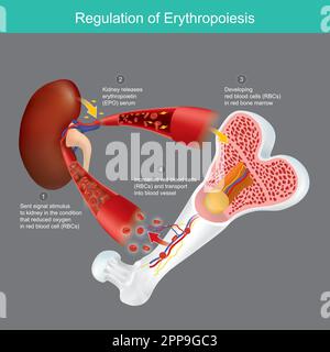 Regulation der Erythropoese. Die Produktion roter Blutkörperchen aus dem roten Knochenmark wird beeinträchtigt, wenn der Sauerstoff im Blutgefäß abnimmt. Stock Vektor