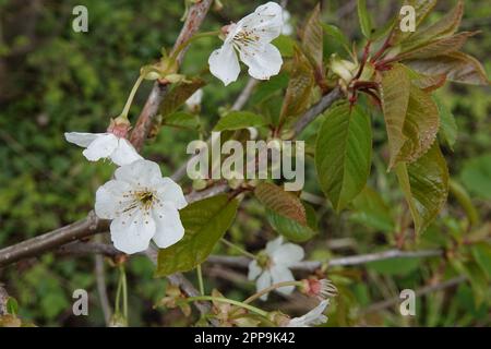 Natürliche Nahaufnahme auf der weißen Blume der Wildnis, Vogel oder Süßkirsche, Prunus avium Stockfoto