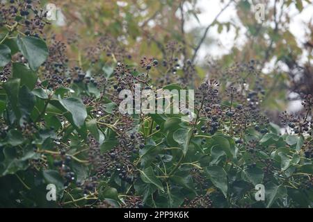 Natürlicher selektiver Fokus auf den violetten bis schwarzen reifen Beeren der invasiven Common European Ivy, Hedera Helix Stockfoto